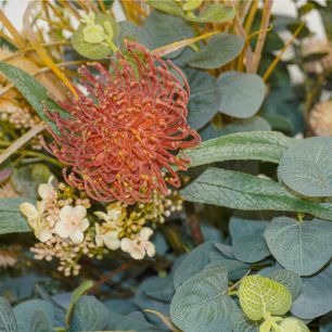 native australian plants